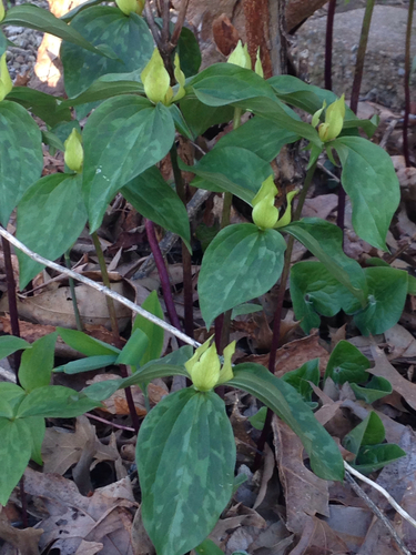 prairie trillium