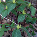 Shay's Trillium - Photo (c) Corey Lange, some rights reserved (CC BY-NC)