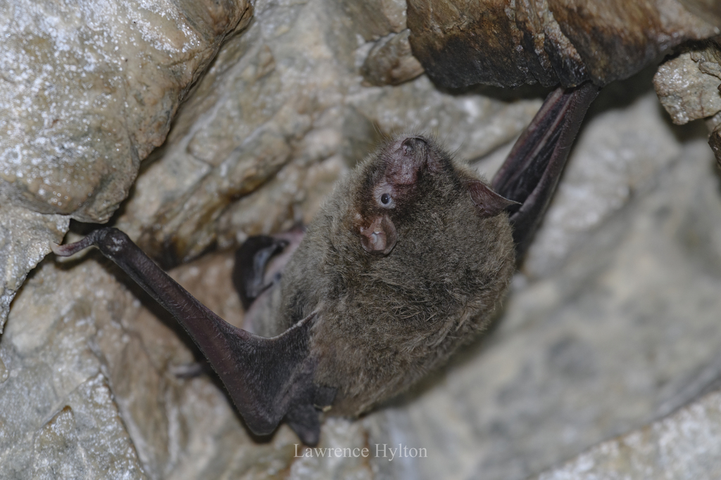 Large Myotis