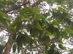 Hymenaea courbaril