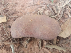 Hymenaea courbaril