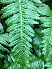 Polypodium glycyrrhiza