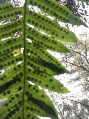Polypodium glycyrrhiza