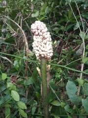 Anchomanes difformis