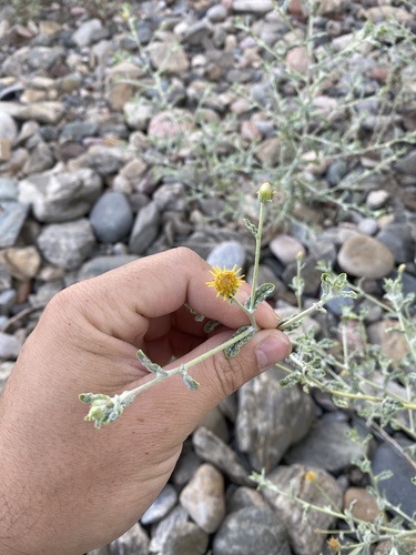 Sage-leaf fleabane (Pulicaria salviifolia)