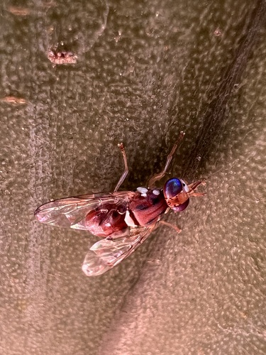 Olive fruit fly photo 3