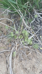 Ceratocephala testiculata