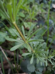 Galium aparine