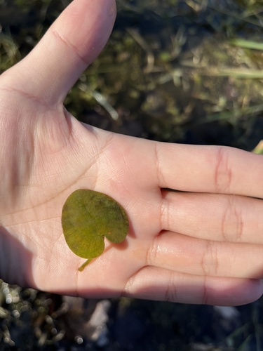 Hydrocharis dubia