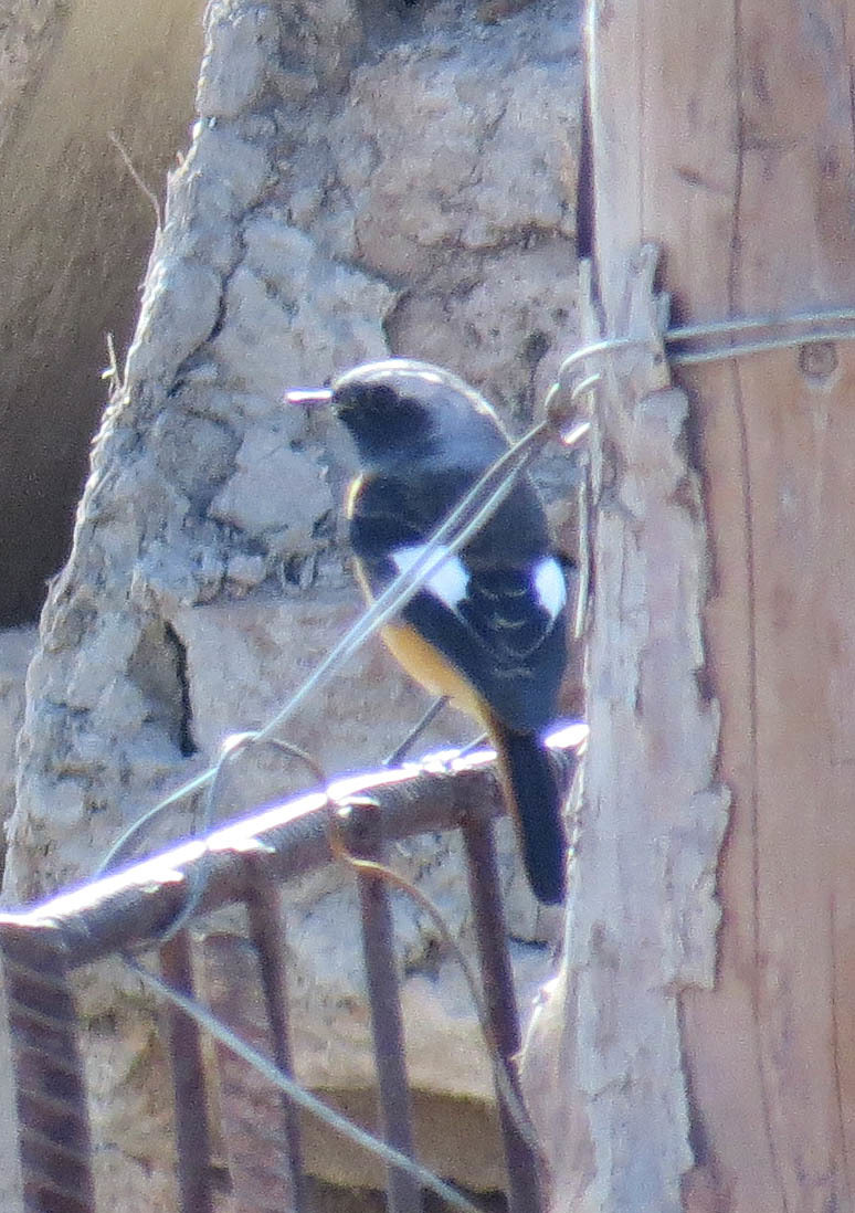 Daurian Redstart