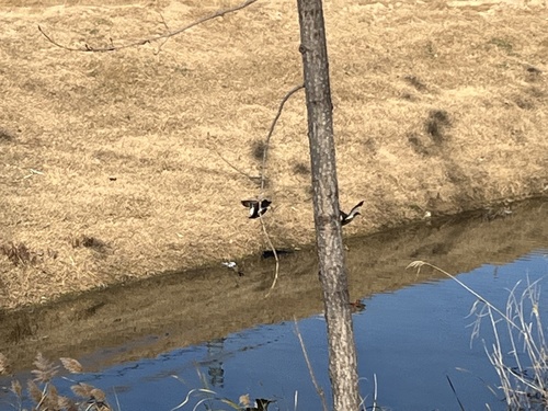 Eastern Spot-billed Duck
