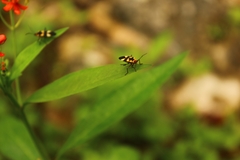 Oncopeltus cingulifer