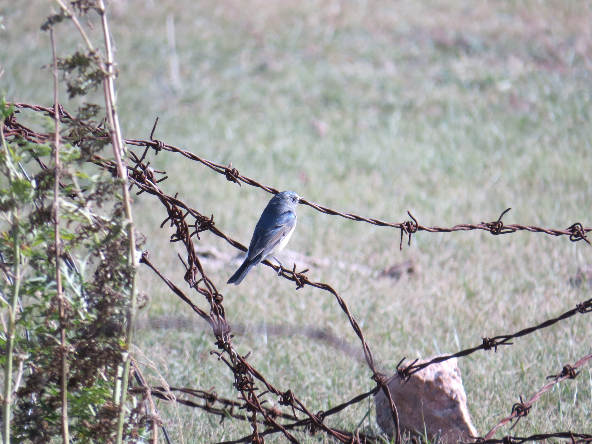 Red-flanked Bluetail