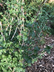 Ribes divaricatum