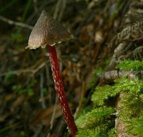 Hygrocybe astatogala