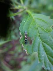Macugonalia leucomelas
