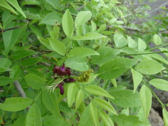 Lonchocarpus mutans