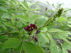 Lonchocarpus mutans