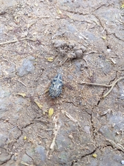 Chrysobothrini