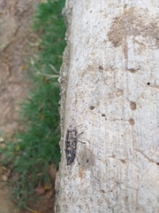 Chrysobothrini