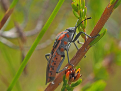 Spilostethus crudelis