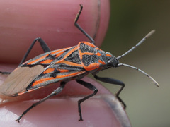 Spilostethus crudelis