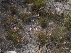 Pelargonium capillare