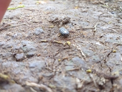 Chrysobothrini