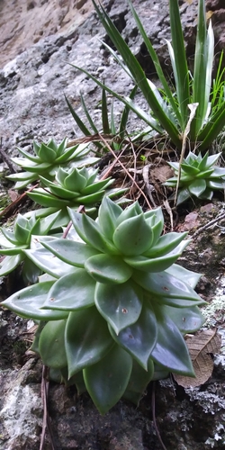 Image of Echeveria agavoides by (c) Humberto Gonzalez Salas, some rights reserved (CC BY)
