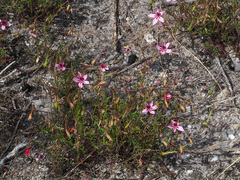Pelargonium capillare