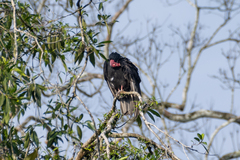 Cathartes aura image