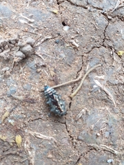 Chrysobothrini