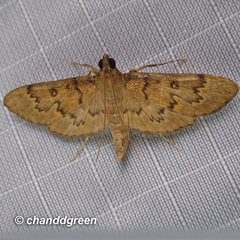 Tatobotys janapalis