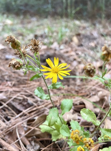 Heterotheca subaxillaris iNat (2)