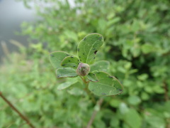 Porophyllum punctatum