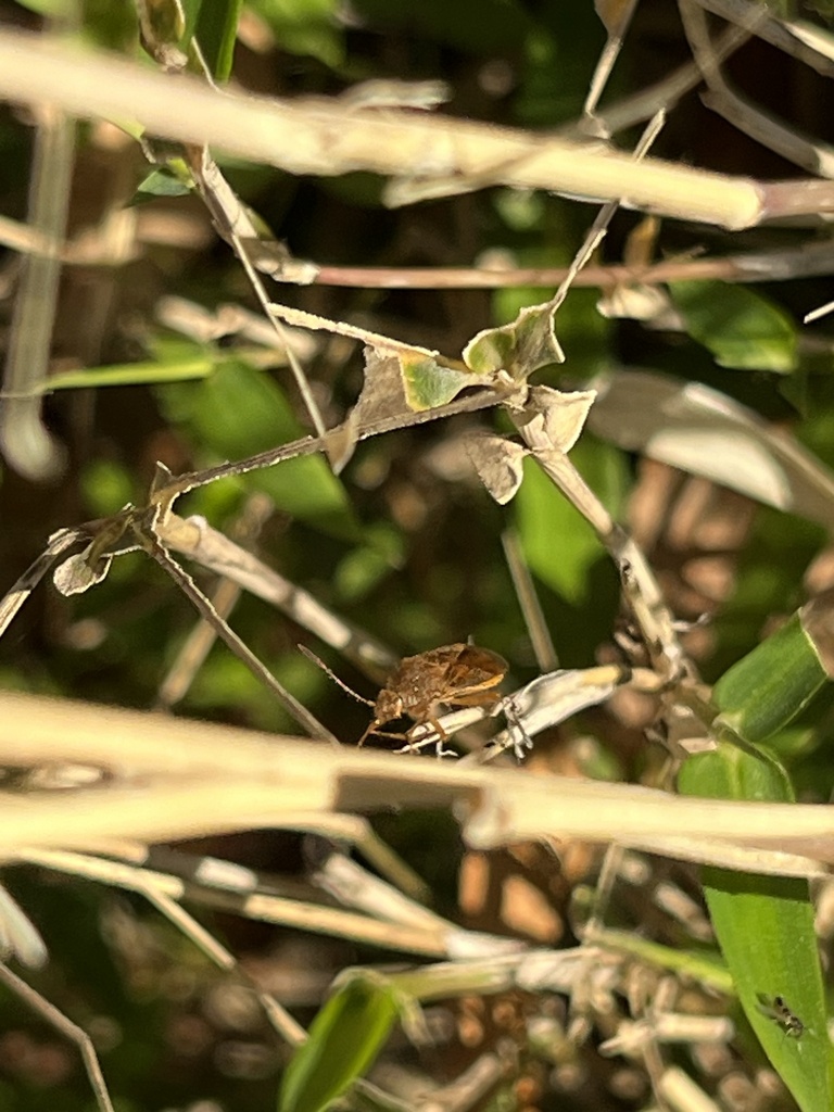 marsh rhopalid in November 2023 by mako328 · iNaturalist