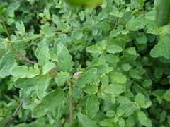 Porophyllum punctatum