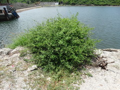 Porophyllum punctatum