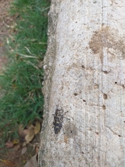 Chrysobothrini
