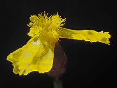Xyris capensis