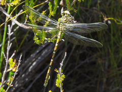 Ceratogomphus pictus