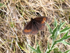 Erebia epiphron