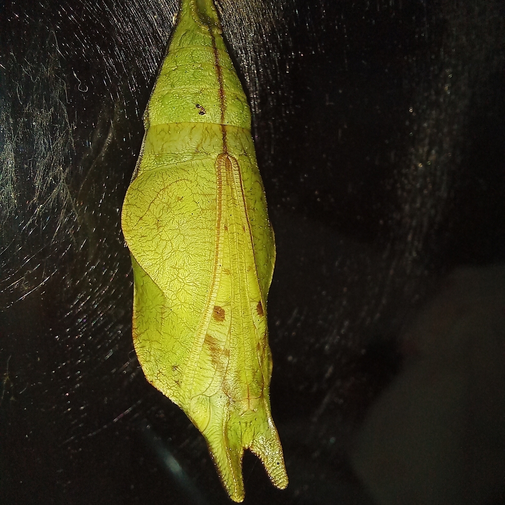 Catoblepia amphirhoe