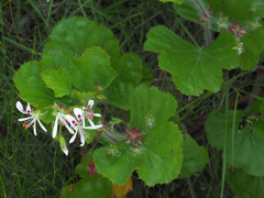 Pelargonium scabroide