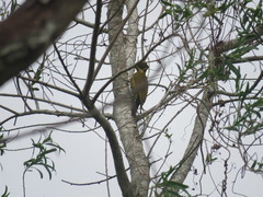 Piculus chrysochloros