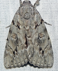 Catocala habilis