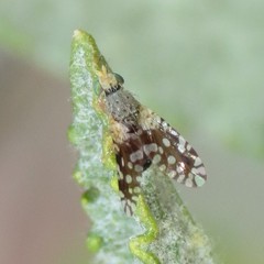 Euaresta bellula