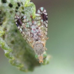 Euarestoides acutangulus