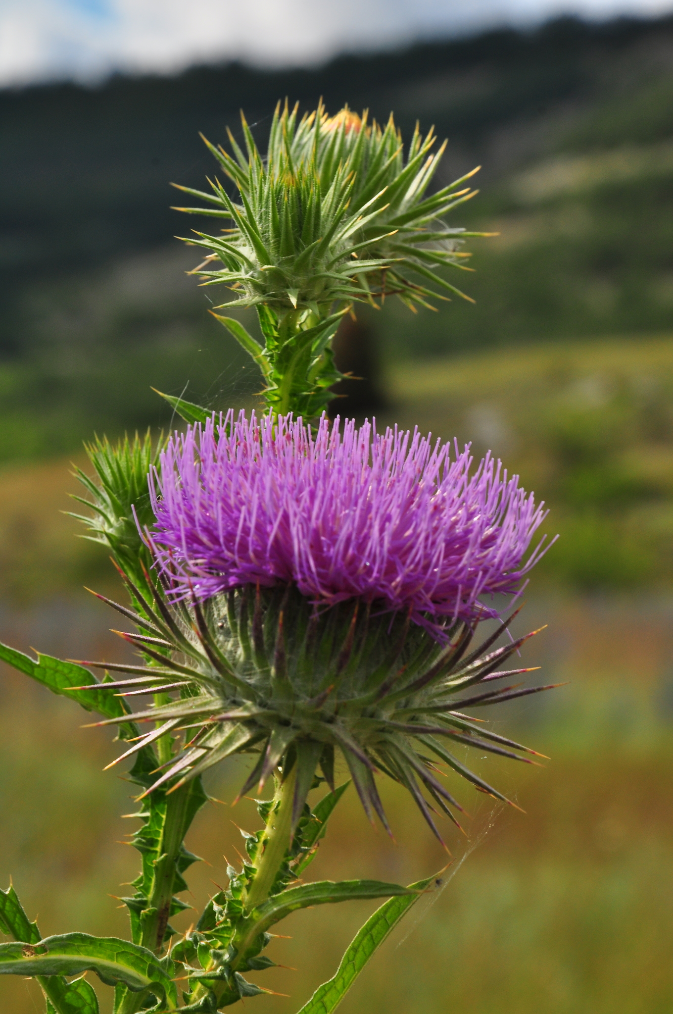 Onopordum tauricum