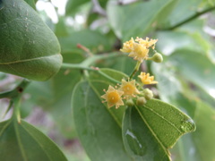 Sarcomphalus amole
